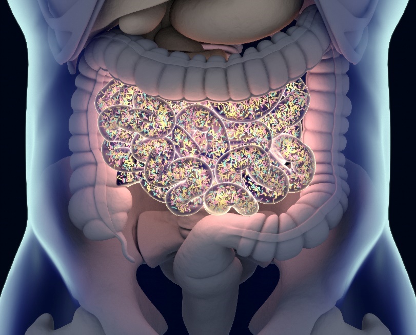 The Gut Microbiome & Longevity