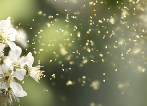 Spring allergies